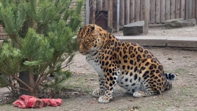 🔸 Сосны, пихты, елки – прекрасный материал для обогащения среды