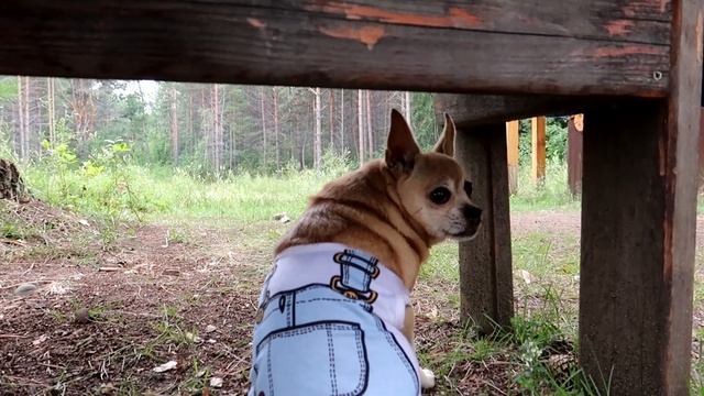 VLOG: ДЕНЬ РОЖДЕНИЯ НАСТАЛ! смотреть онлайн