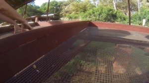 Кофе в Танзании