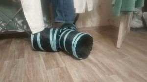 Кошка бесится в домике
