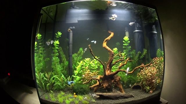 Akwarium - Początek смотреть онлайн