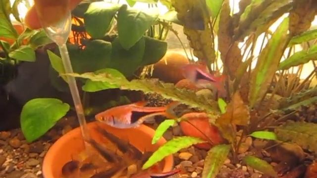 A saucer filled with sand for Corydoras смотреть онлайн