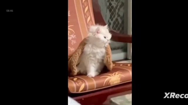 смешные видео про котов 🐱 смотреть онлайн