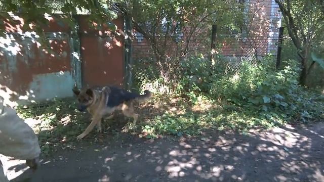 Дрессировка немецкой овчарки Мажор 1.6 г. Начальная постановка на рукав смотреть онлайн