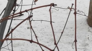 VID_20250127_092231.mp4