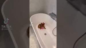 Смешные видио Мики Пики.