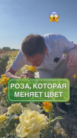 Роза, которая меняет цвет 😱 | сад | цветы