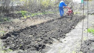 Вспашка огорода плугом 10 мая 2024 года