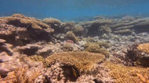 Хургада Sunny Days El Palacio Resort подводный мир