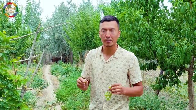 Шымбайда улкен той. Оператор уйленди.