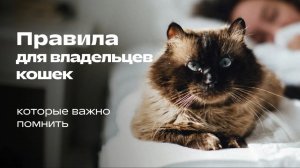 Секреты счастливой жизни с кошкой. Советы новоиспеченным владельцам кошек: как ухаживать? 🐈