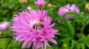 Ищейка 5 сезон 1-2 серия | Премьера на Первом канале