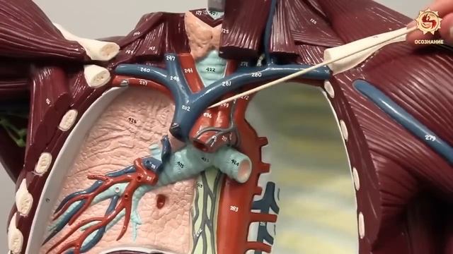 Куркума 5 ТАЙНЫХ свойств о которых НЕ ГОВОРЯТ ВРАЧИ ИСЦЕЛЕНИЕ смотреть онлайн