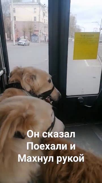 Русские псовые борзые Черемша и Звенислава в маршрутке. Немного об адаптивности  моих  борзых