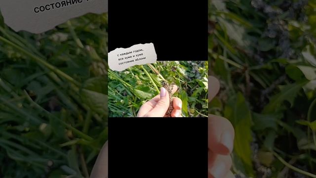 яблоня без веток #семейныйканал #сад