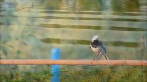 Песни Афгана Жаворонок Последняя песня Ефимыч_360P