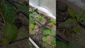 Капельный полив Жук на 60растений