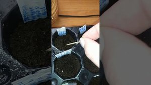 Петунии на 18 день от посева. Не довольна собой. Много выпадов.