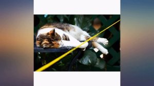 Nikon 55-200mm f//4-5.6G VR II DX AF-S ED Zoom-Nikkor Lens (Renewed) review