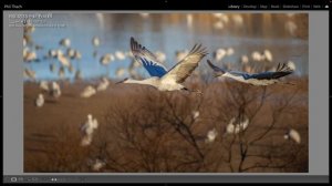 Canon 200-800 Vs 800 f/11 Vs 100-500 +1.4x TC Birds In Flight with Canon EOS R6 Mark II + BONUS