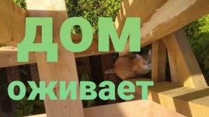 Строительство сказочного, каркасного дома с антресольным этажом. Начали приходить животные, к добру