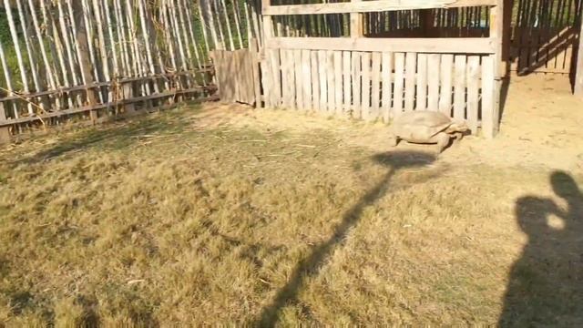 Zucata Cafe & Farm ♡ New Mini Zoo in Ayutthaya Thailand ☆ Feeding Alpaca, Giraffes & more ❤ #vlog смотреть онлайн