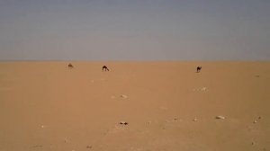 Реклама на цигари "CAMEL "