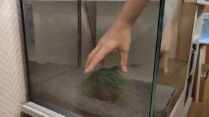 Запуск нового аквариума куб 40л 🪣🐟