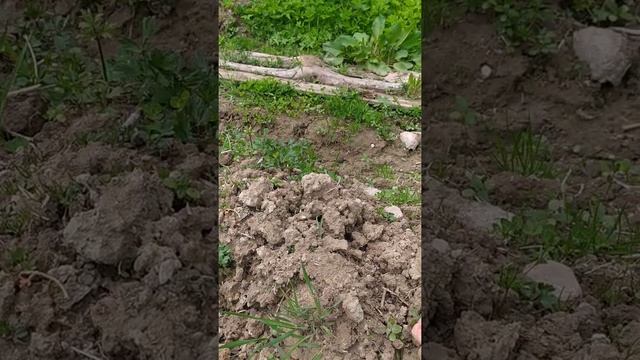 Ей мы мульчируем и рыхлим землю