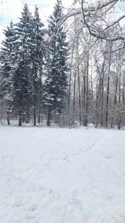 Зима в городе. Екатеринбургский дендропарк на пересечении улиц Мира и Первомайской