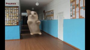 котик изучает школу шнип шнап шнапи