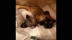 Pet Pals Snuggle Together For a Snooze