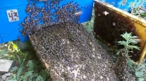 Вопросы и ответы -36 поставить рамку с медом без открытого расплода если отсаживаете рой .