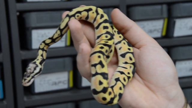 The GOOD & BAD Of Breeding Ball Pythons || ULTRAMEL COMBO’S