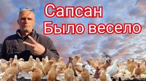 Голуби и когда Сапсан подрывает пукан