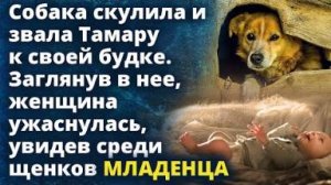 Собака скулила и звала Тамару к своей будке. Заглянув, женщина увидела среди щенков...