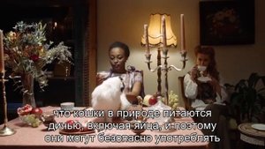 Могут ли кошки есть сырые яйца