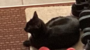 Cats on mars (1 hour)