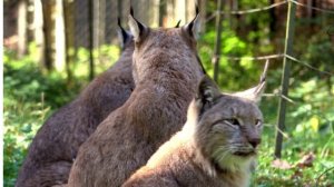 ИНТЕРЕСНЫЕ ФАКТЫ ПРО РЫСЬ