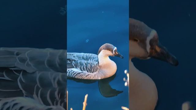 ✴️ Гуси (лат. Anser) — род водоплавающих птиц семейства утиных