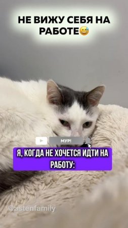 Не вижу себя на работе #astenfamily#кототерапия #кошечки#приколыкоты#котыприколы#смешные#котики