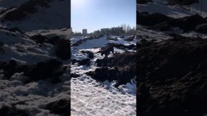 Тепло! Можно долго гулять)#канекорсоитальяно #canecorso #dog #шарпей #канекорсо #собака #voronezh