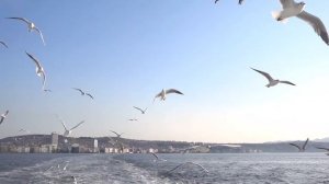 Greek. OTTA-orchestra feat DiDuLa. Seagulls