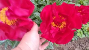 На даче у Елены 🌿 ч.2 .Уход за пионами 🌷