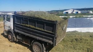 "Первый Белорусский".Автомобили МАЗ.Выгрузка сенажа!!! 🇧🇾