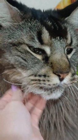 Охраняет хомяка Злату. #мейнкун #cat #кот #котик