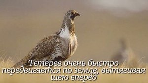 Тетерев. Интересно знать #тетерев #факты #животные #птицы