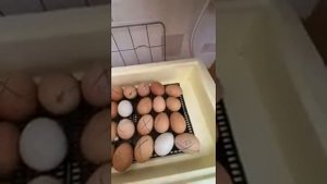 Отзыв инкубатор «Золушка 2020» на 28 яиц  20ый день