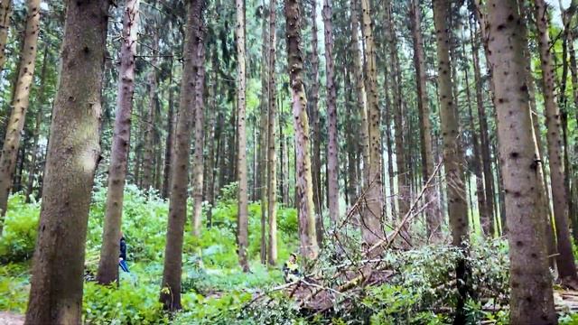 Как мы привели в порядок огромны участок удалив кучу авариных деревьев! wood  wolfa