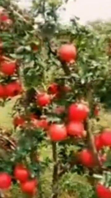 Most Beautiful Recitation Best Tilawat e Quran in the World Khizar hayat #allahuakbar #islampost смотреть онлайн